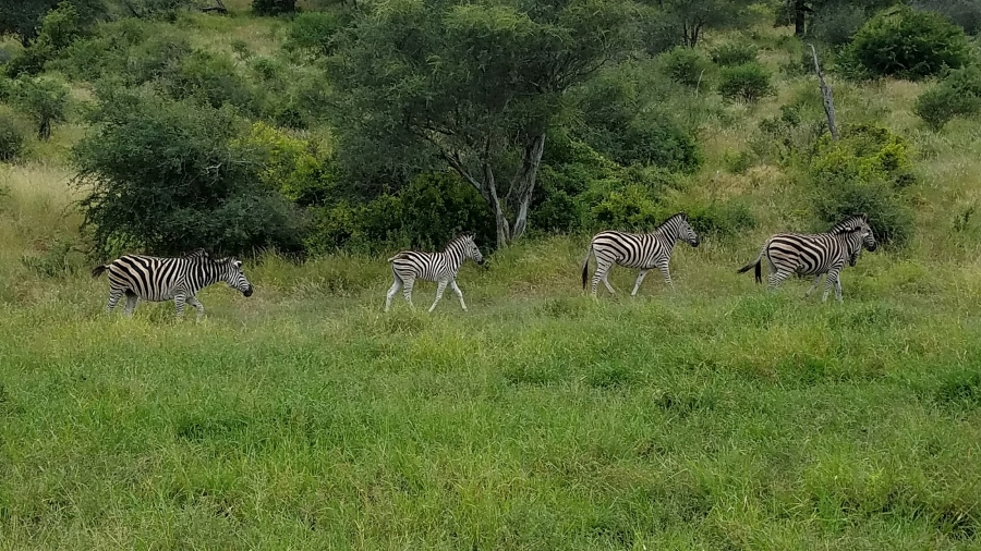 south africa zebras