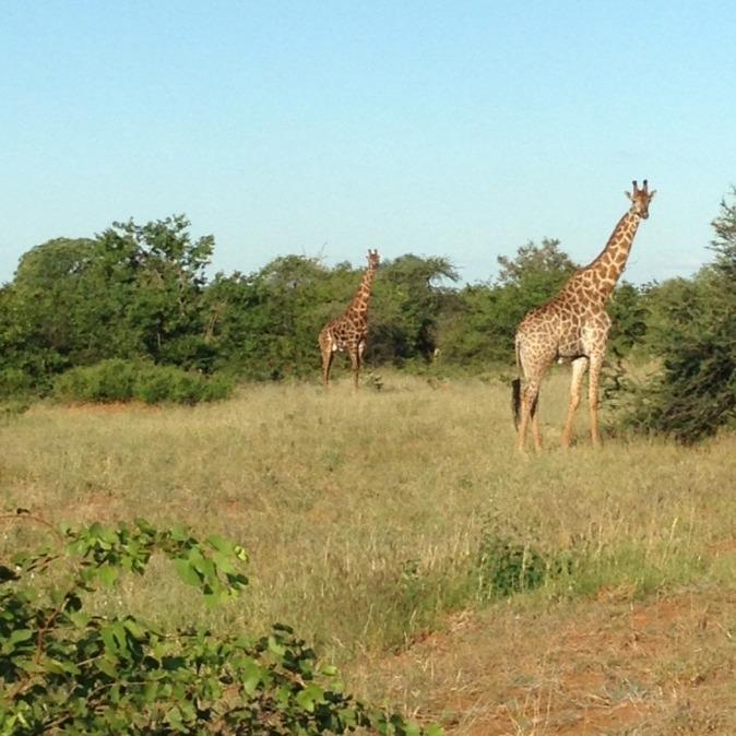 south africa giraffes