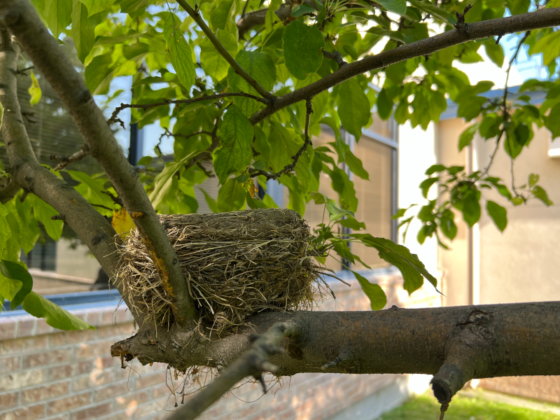 Bird's nest in ash tree.