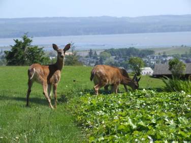Deers