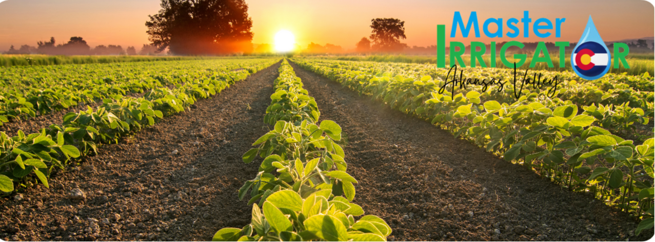 chile crops in rows at sunset