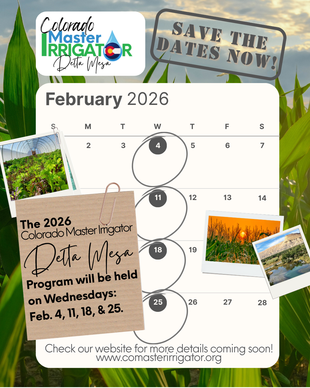 Save the date graphic for the 2026 Colorado Master Irrigator Delta Mesa program. The image features a February 2026 calendar with Wednesdays—February 4, 11, 18, and 25—circled. A note reads: ‘The 2026 Colorado Master Irrigator Delta Mesa Program will be held on Wednesdays: Feb. 4, 11, 18, & 25.’ The background shows green corn leaves, with small photos of crops, a sunset over a cornfield, and a river landscape. The top includes the Colorado Master Irrigator logo and the text ‘Save the Dates Now!’ The website www.comasterirrigator.org is listed for more details.
