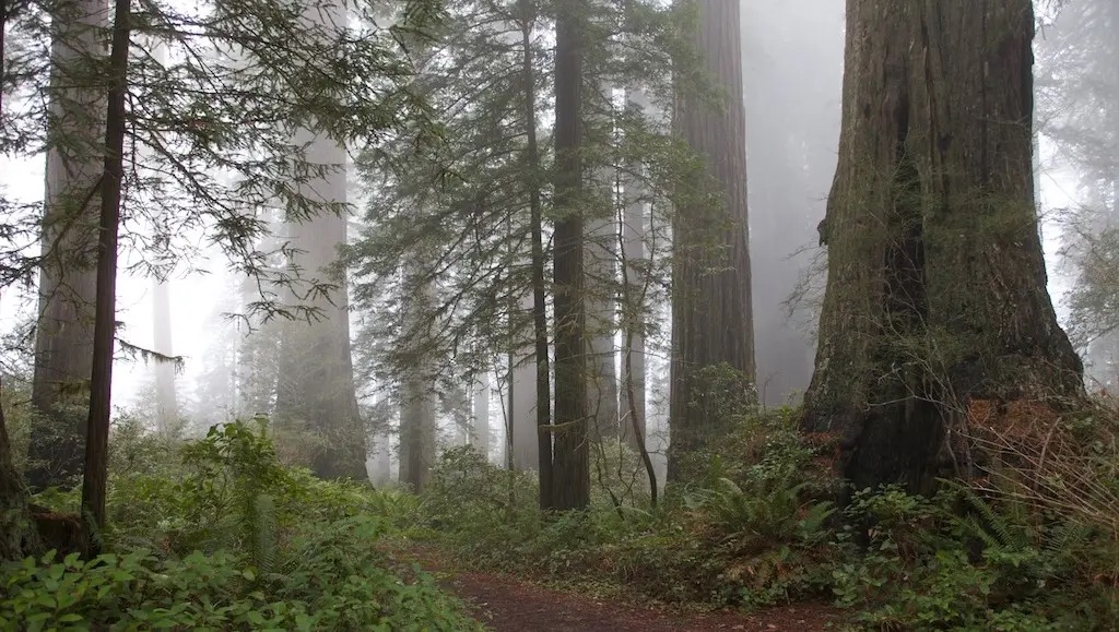 redwoods and fog
