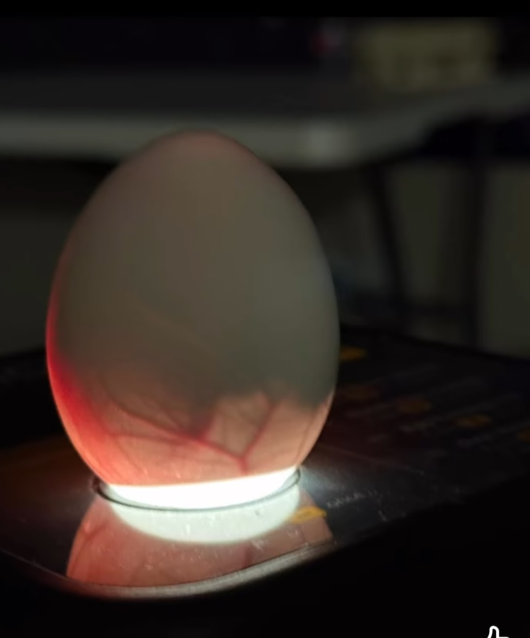 chicken egg observations