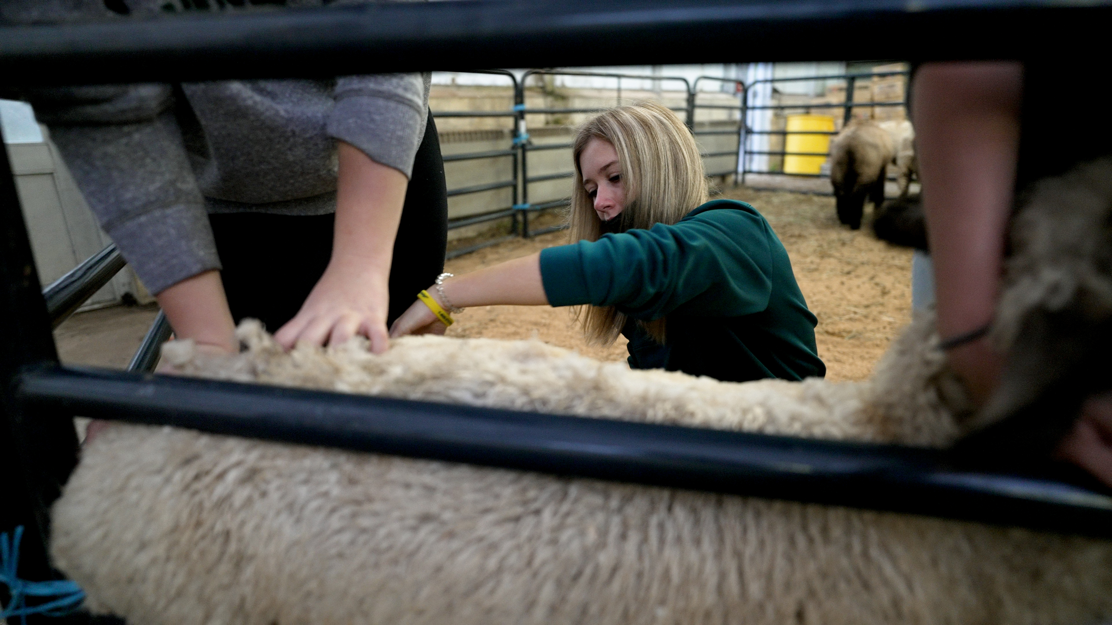Student shearing a sheep