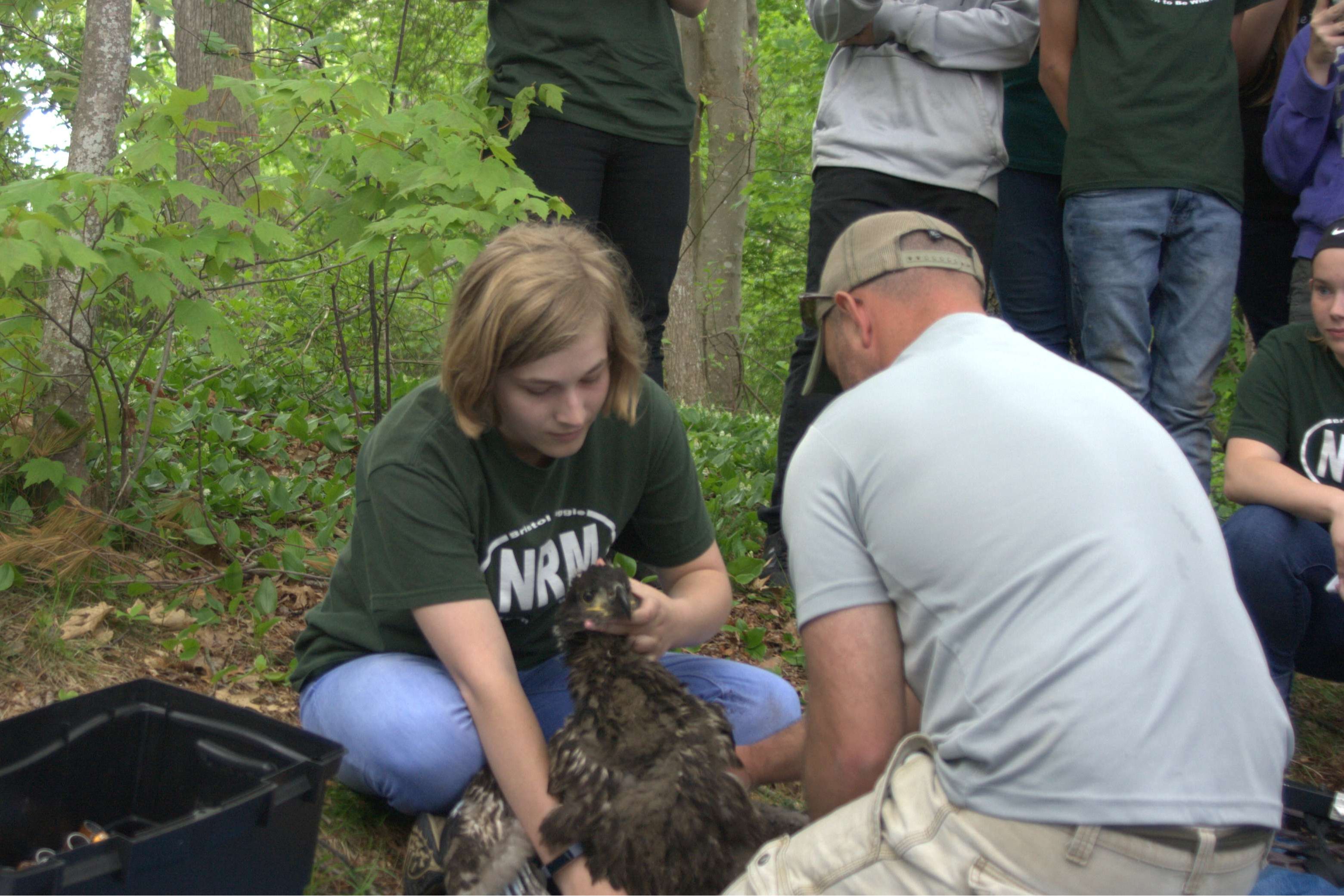 Banding baby eagles