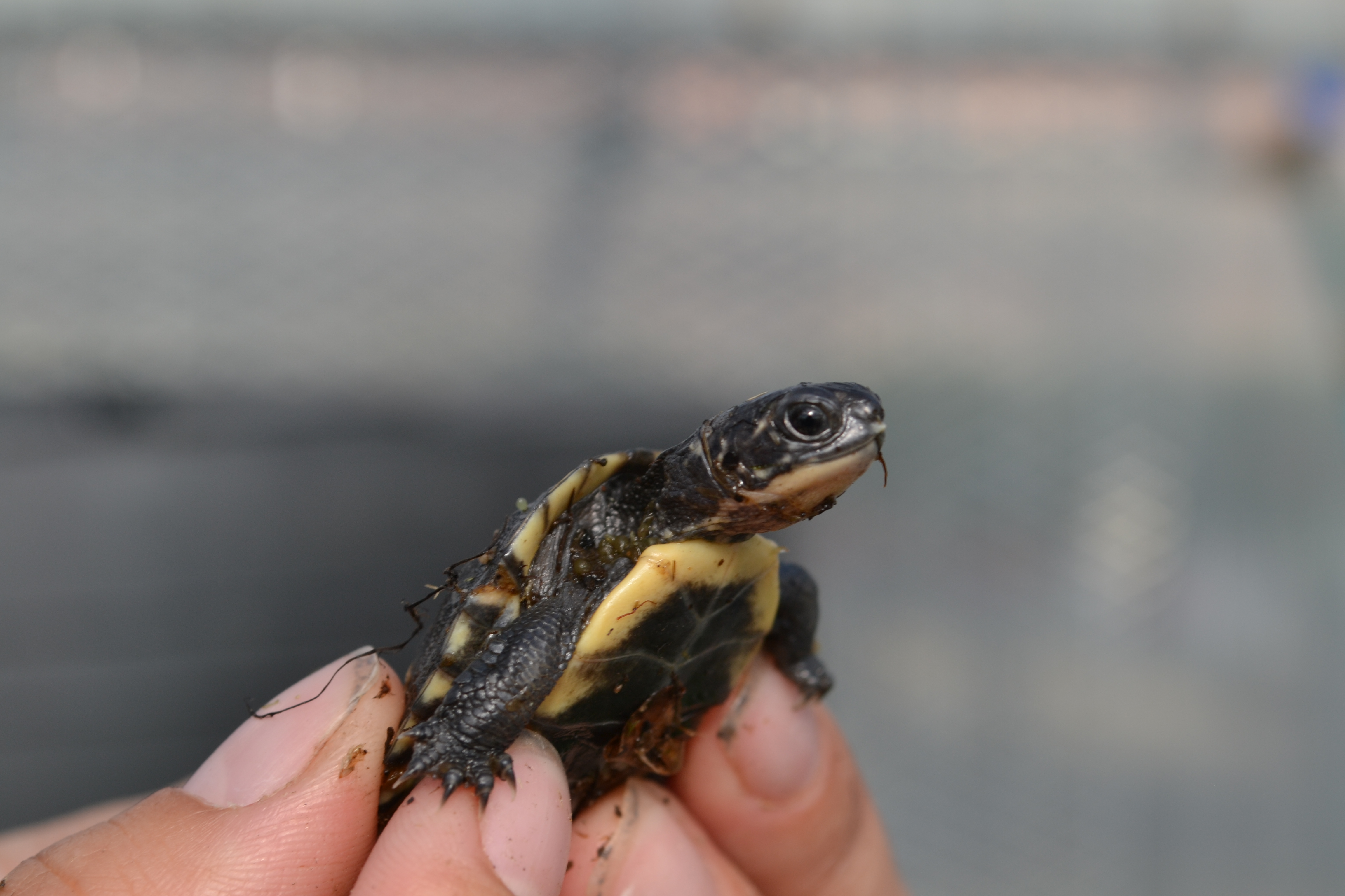 baby turtle