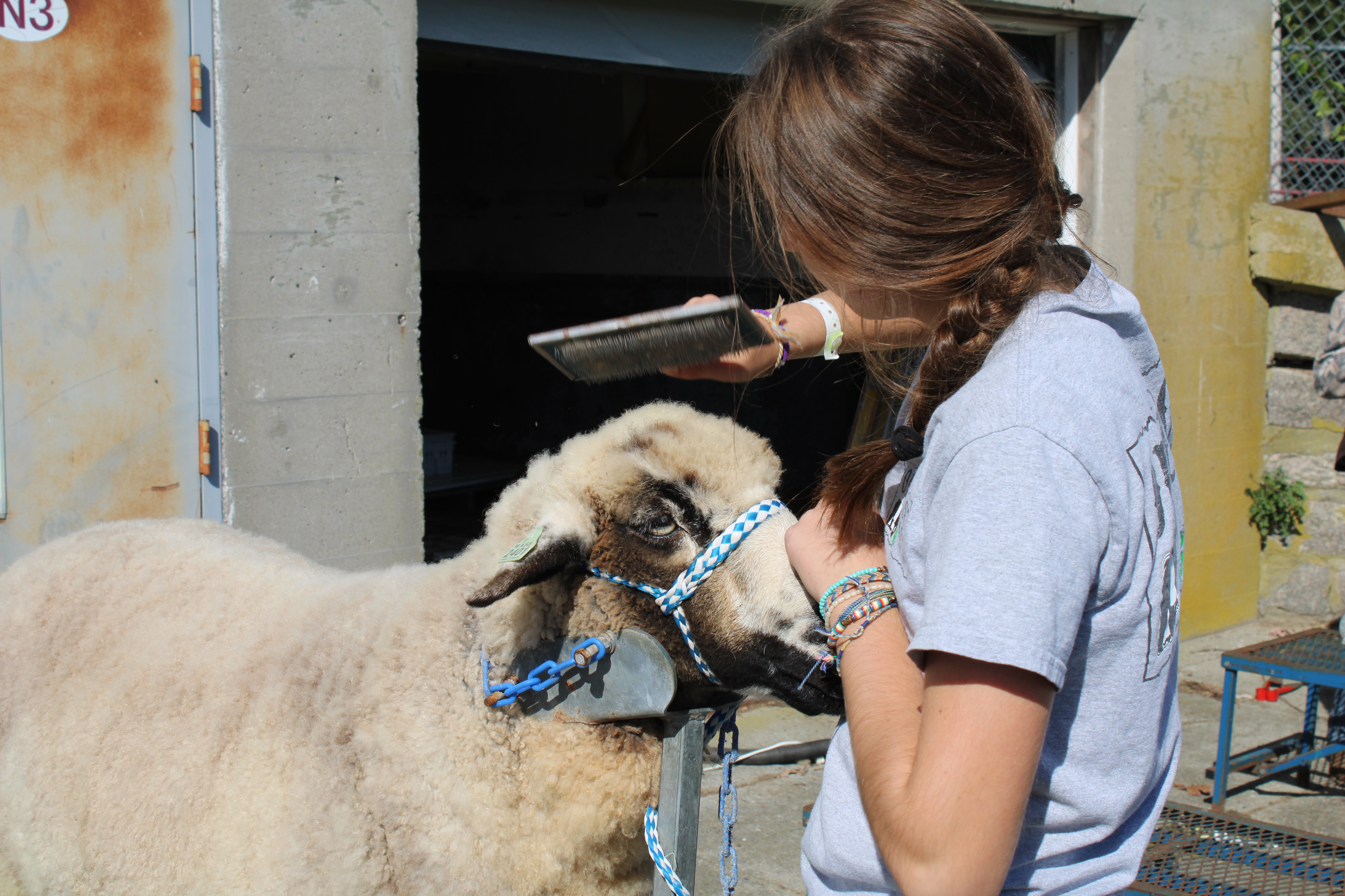 Sheep prep