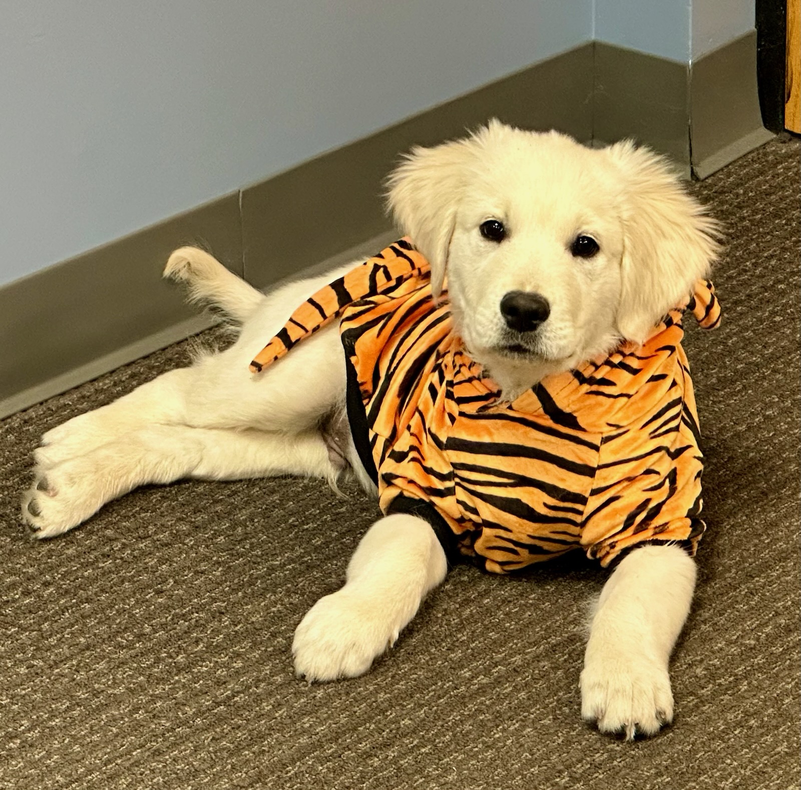 puppy in tiger t-shirt lying down