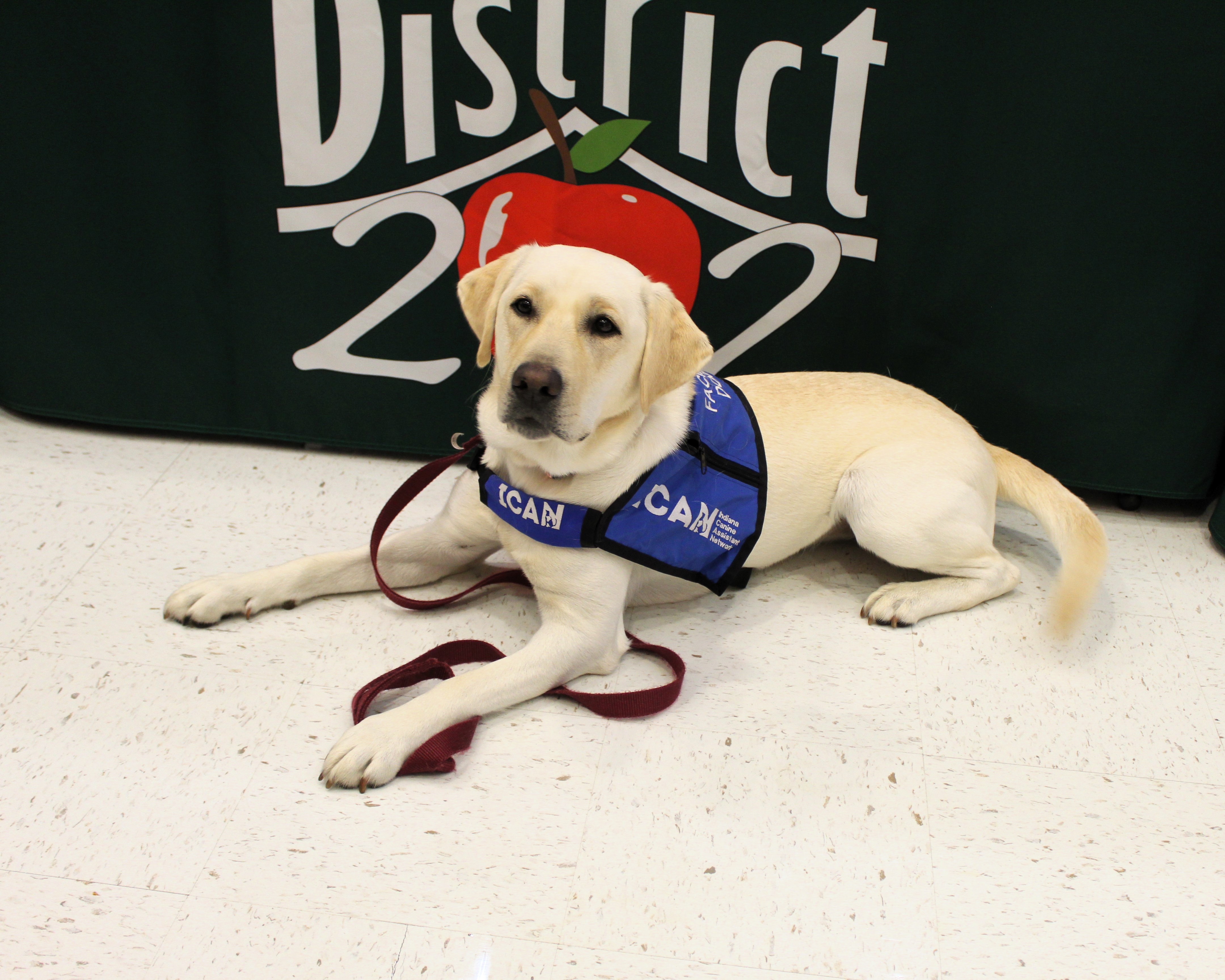 Royal our Facility Dog