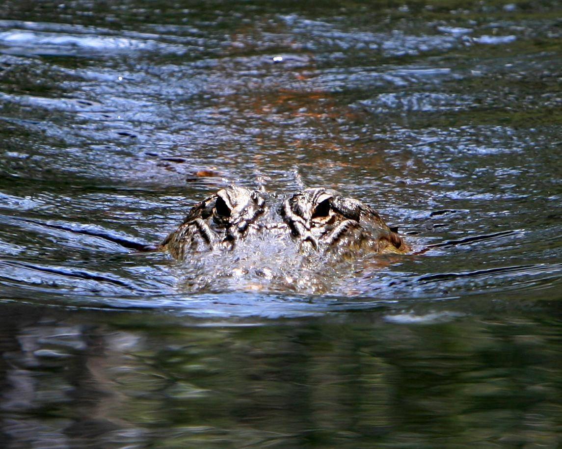alligator swimming in water