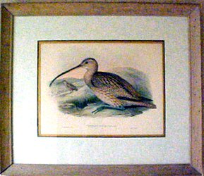 Audubon Society - Numernius Rutescens