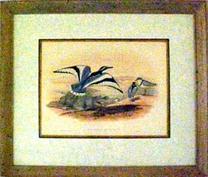 Audubon Society - Pluvianus Aegyptius