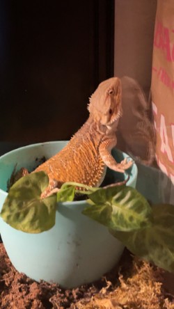 A bearded dragon sits in a blue bowl with green leaves. A brown bag with white text is in the background.