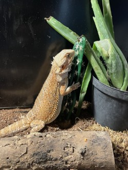 A bearded dragon stands on two legs near a green plant, in an enclosure with a glass wall.