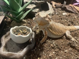 A bearded dragon is in an enclosure, looking at a dish of food. The dish is beside a plant.