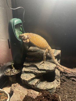 A bearded dragon eats from a feeder on a rock in a terrarium. The rocks are light grey.