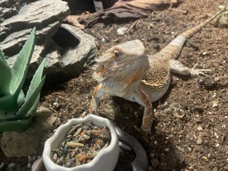 A bearded dragon rests near a rock and a white dish with food. It has a green plant in the background.