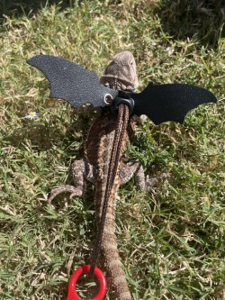 A lizard with bat wings attached to its back rests on grass. A red clip is attached to the wings.
