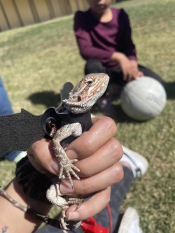 A small bearded dragon is being held by a person in a harness. Another child sits in the background.