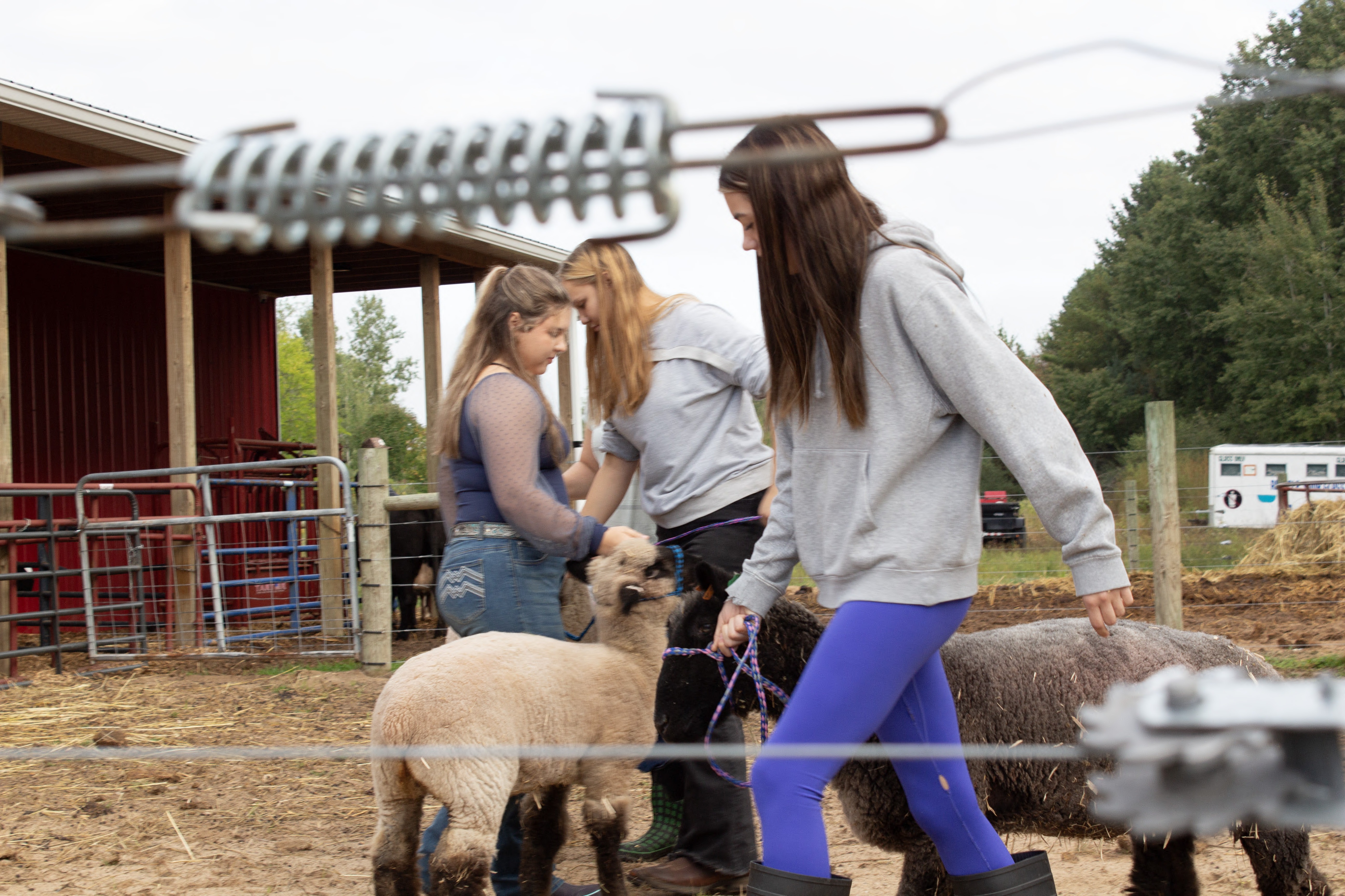 Three women in a farm setting, one petting a sheep while the others walk nearby. A barn and trees in the background.