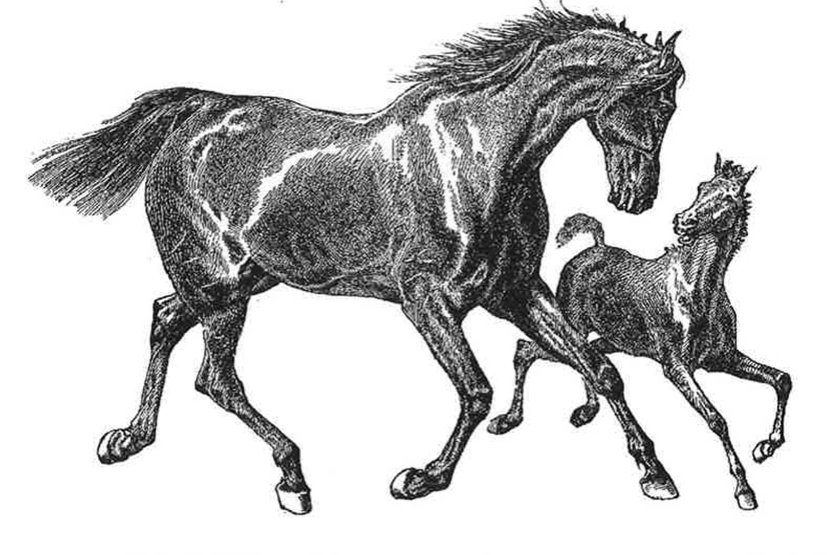 Picture of Horses