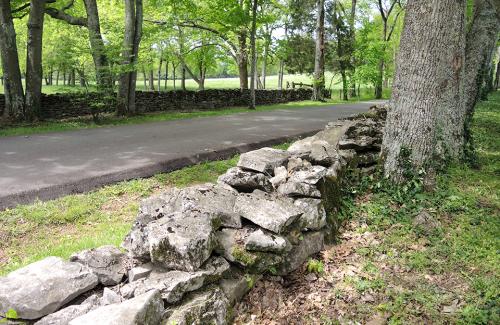 Stone Fence in front of a tree along a roadStone Walls