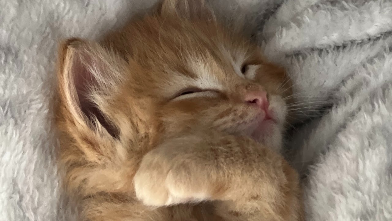image of kitten sleeping