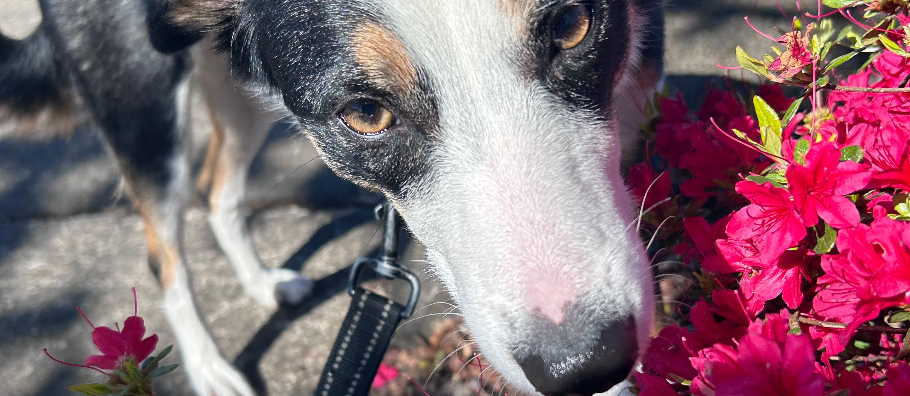 Image of Paisley the Border Collie sniffing pink flowers