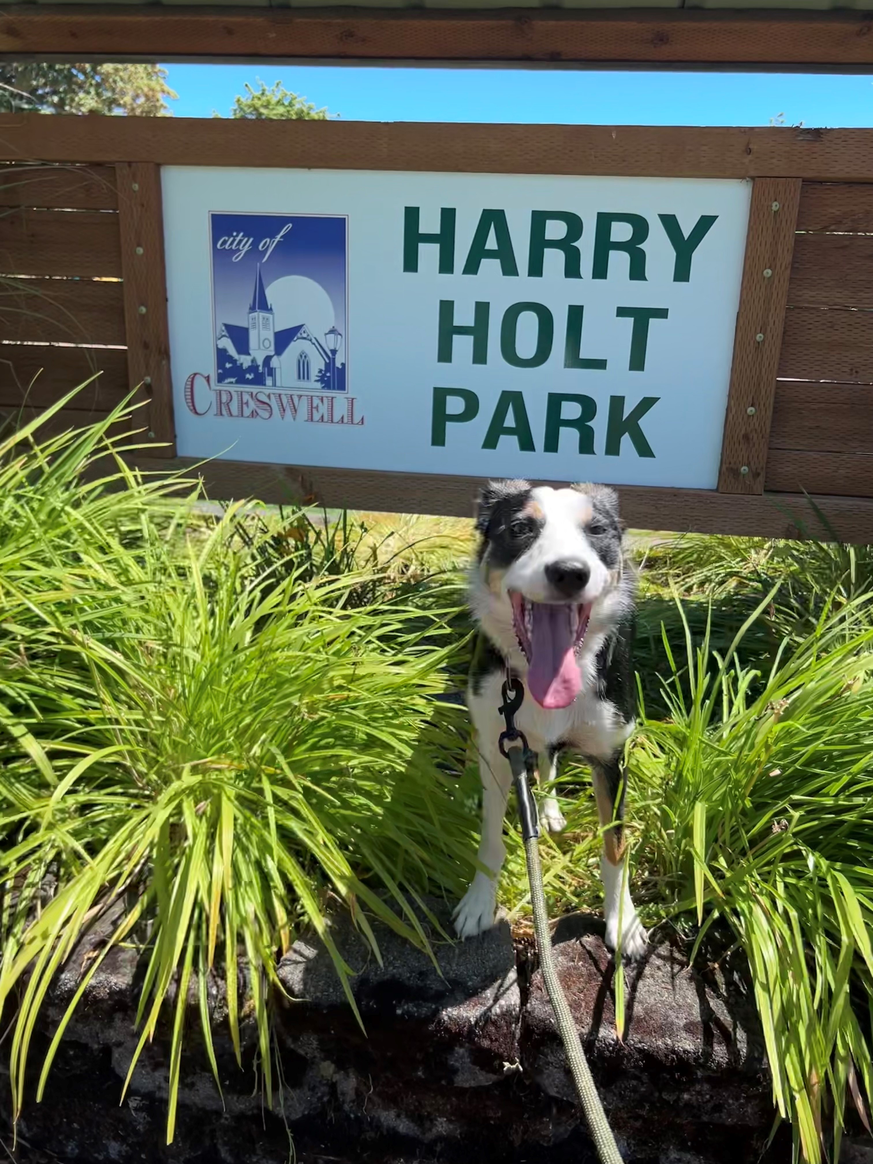 Image of Paisley the Border Collie at Harry Holt Park