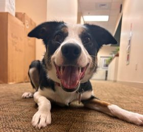 Image of Paisley the Border Collie