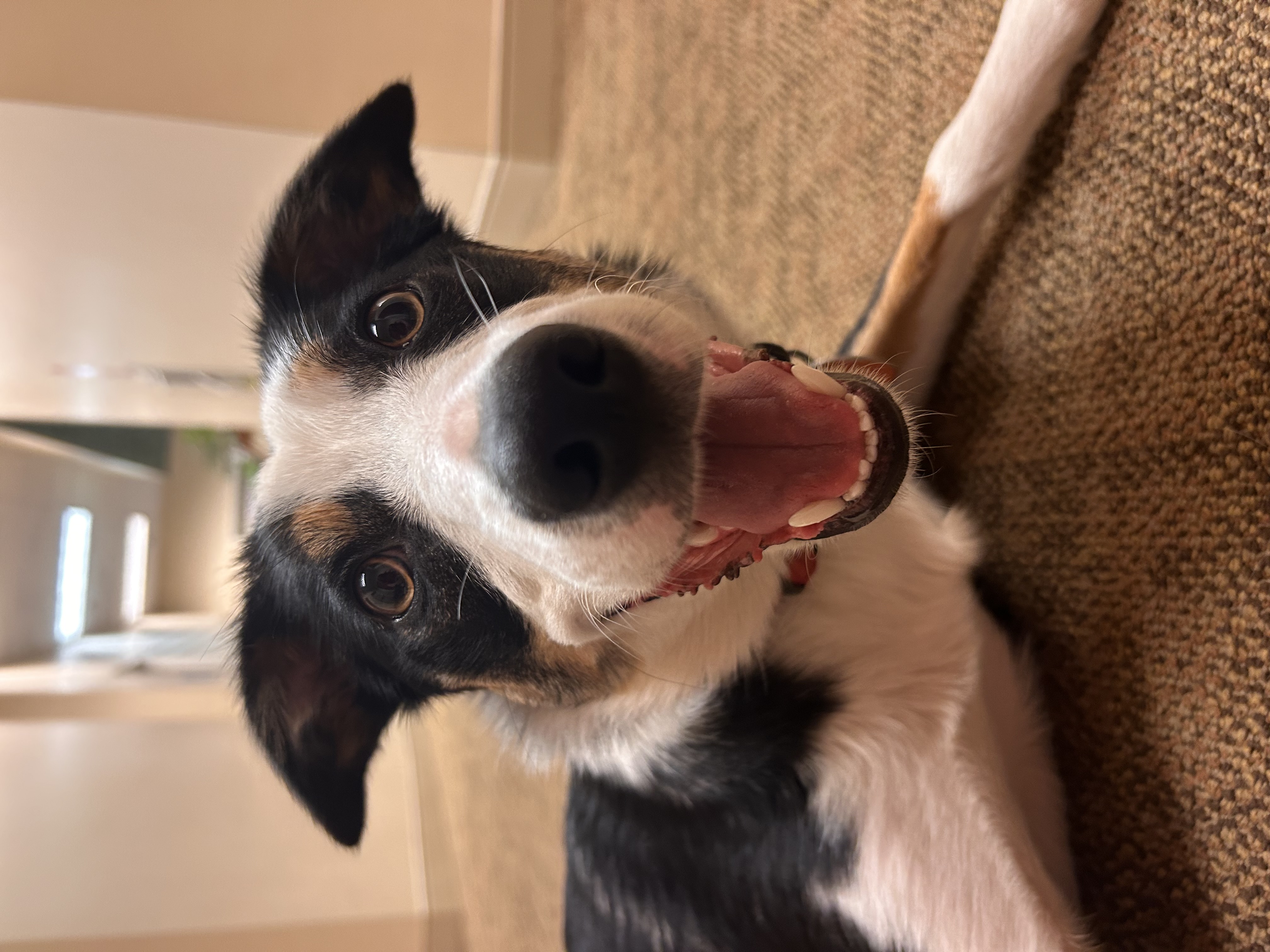 Image of Paisley the Border Collie