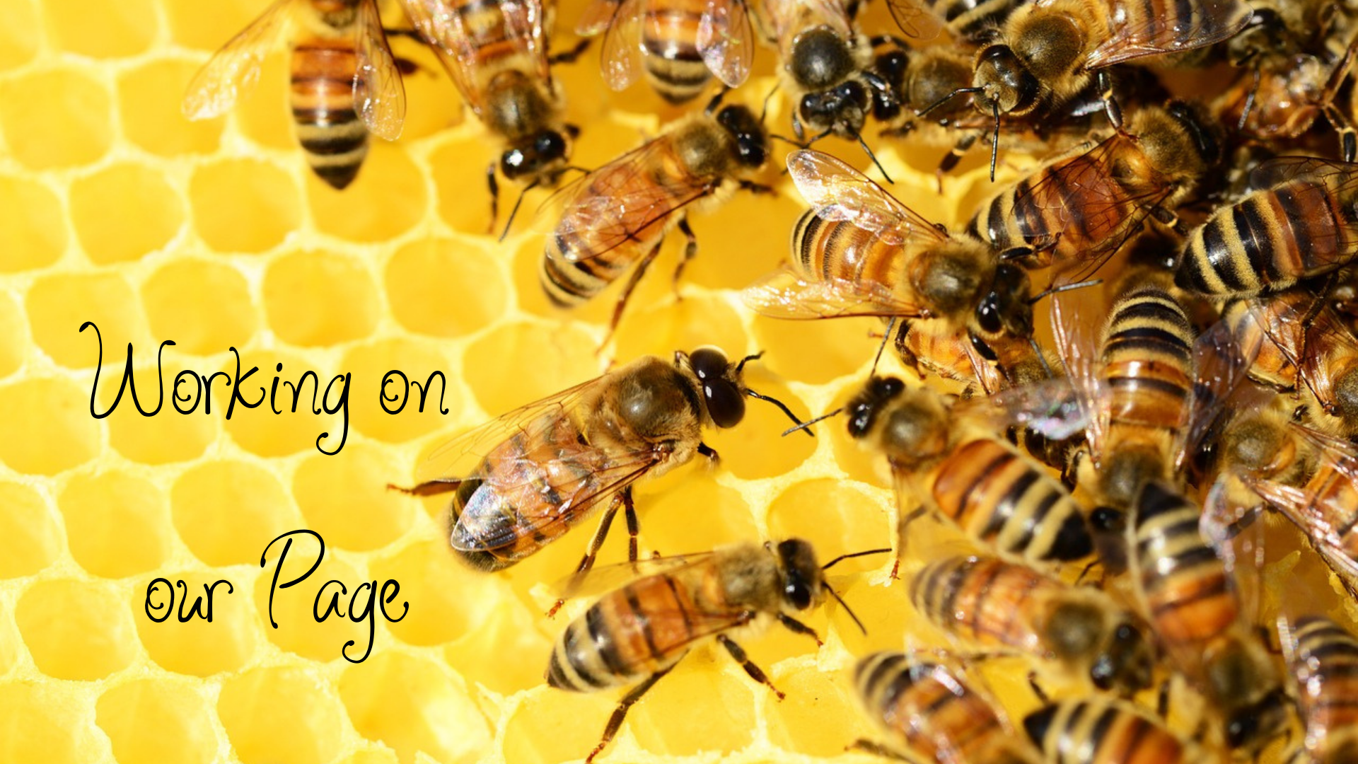 Working on our page. Image of bees working in a hive.