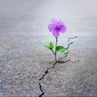 Flower growing in street crack