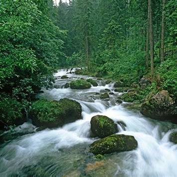 A serene, forested stream with flowing water in a mountainous region.