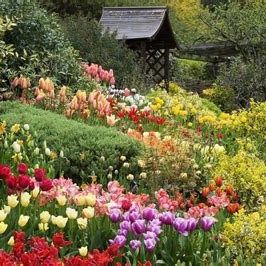 Vivid garden of various color tulips, blooming and arranged beautifully in rows.