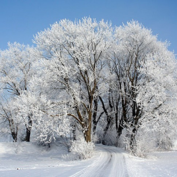 Snow and Ice covered grove of trees in winter