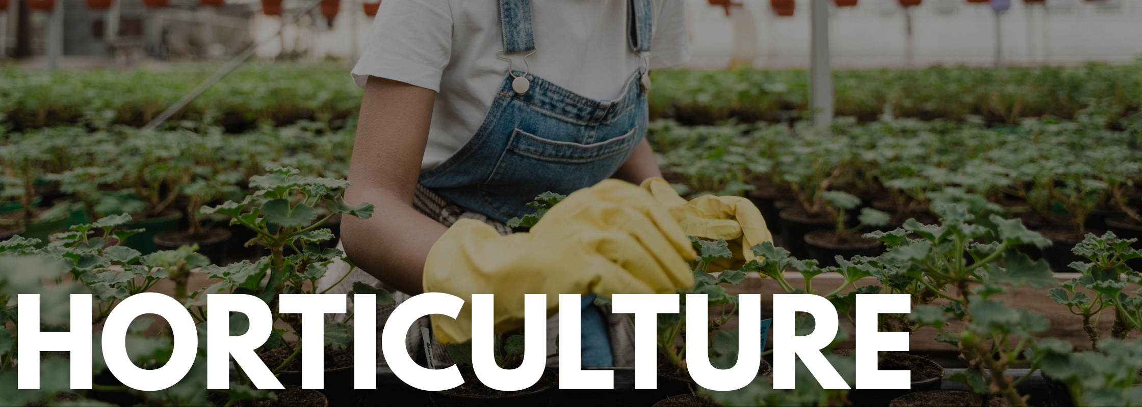 Horticulture