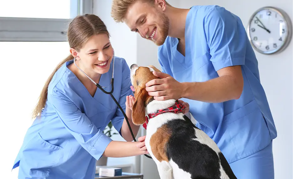 Online Veterinary Assistant Course