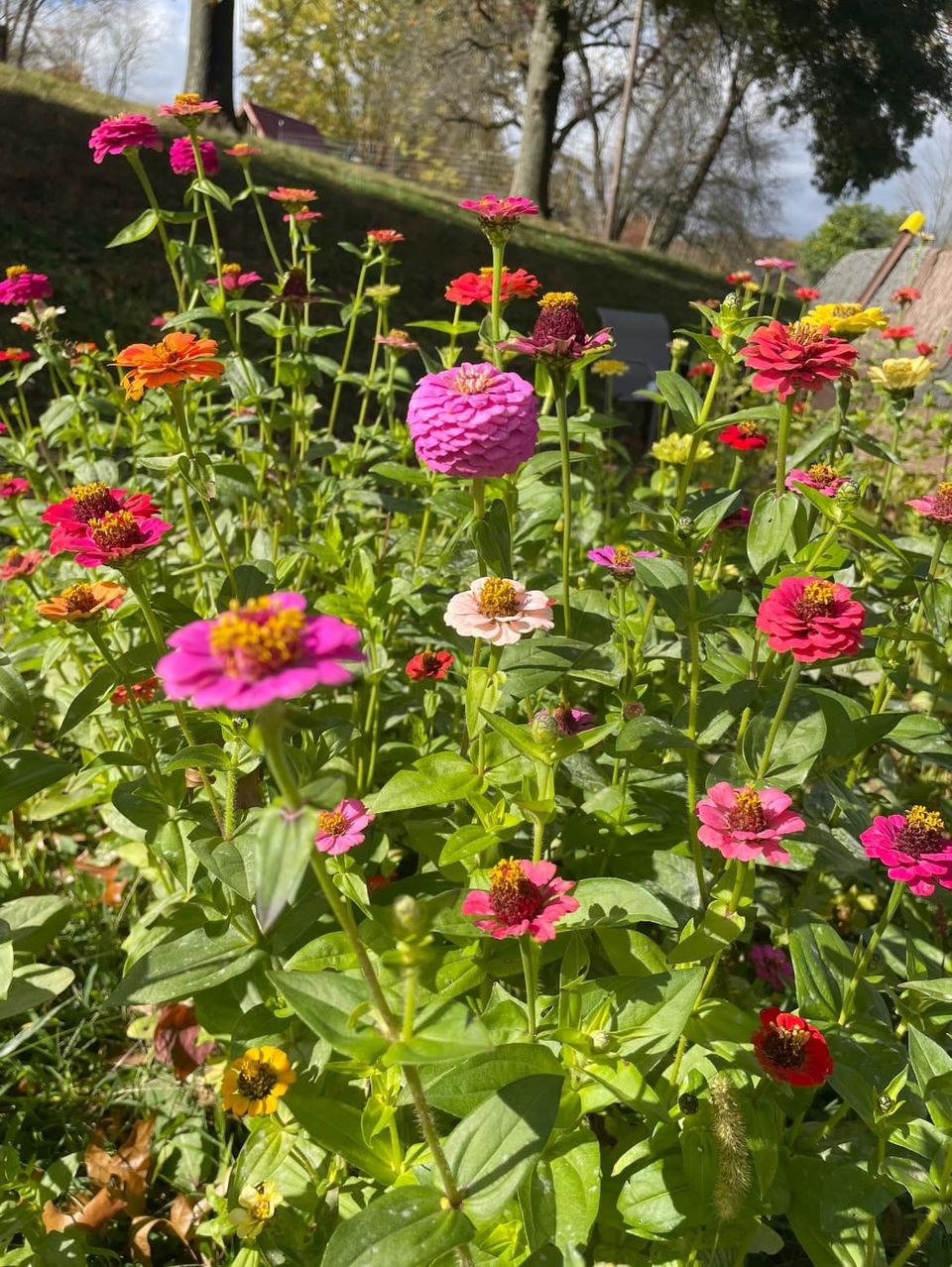 pictures from the Sandy Valley hort program