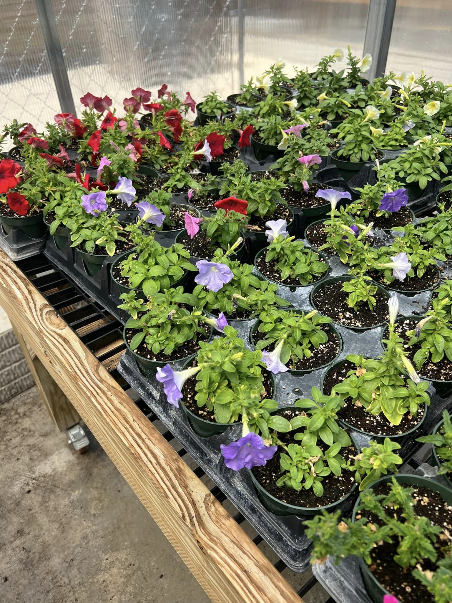pictures from the Sandy Valley hort program