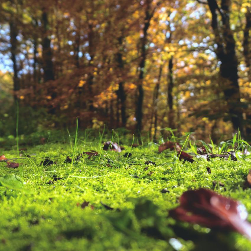 Environmental Science