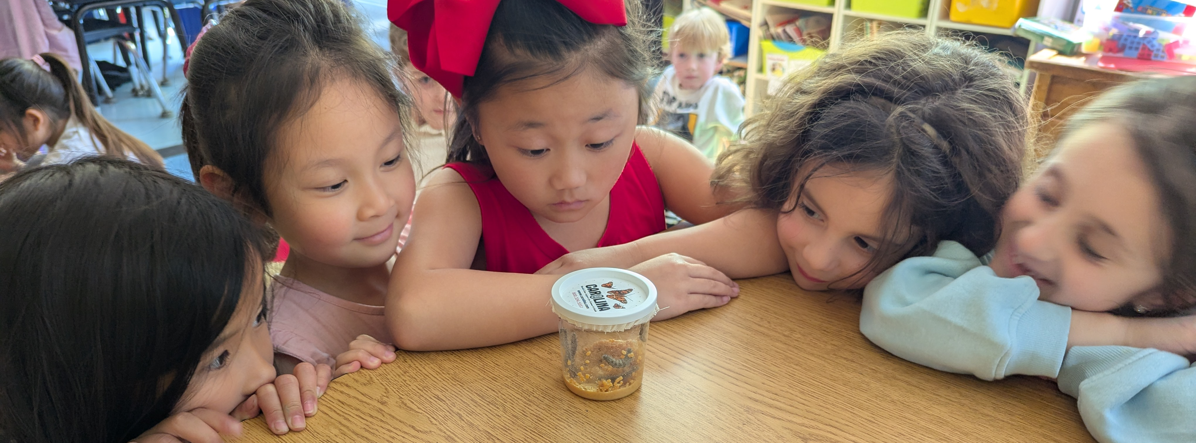 Hawes Students watch8ing caterpillars waiting to become butterflies