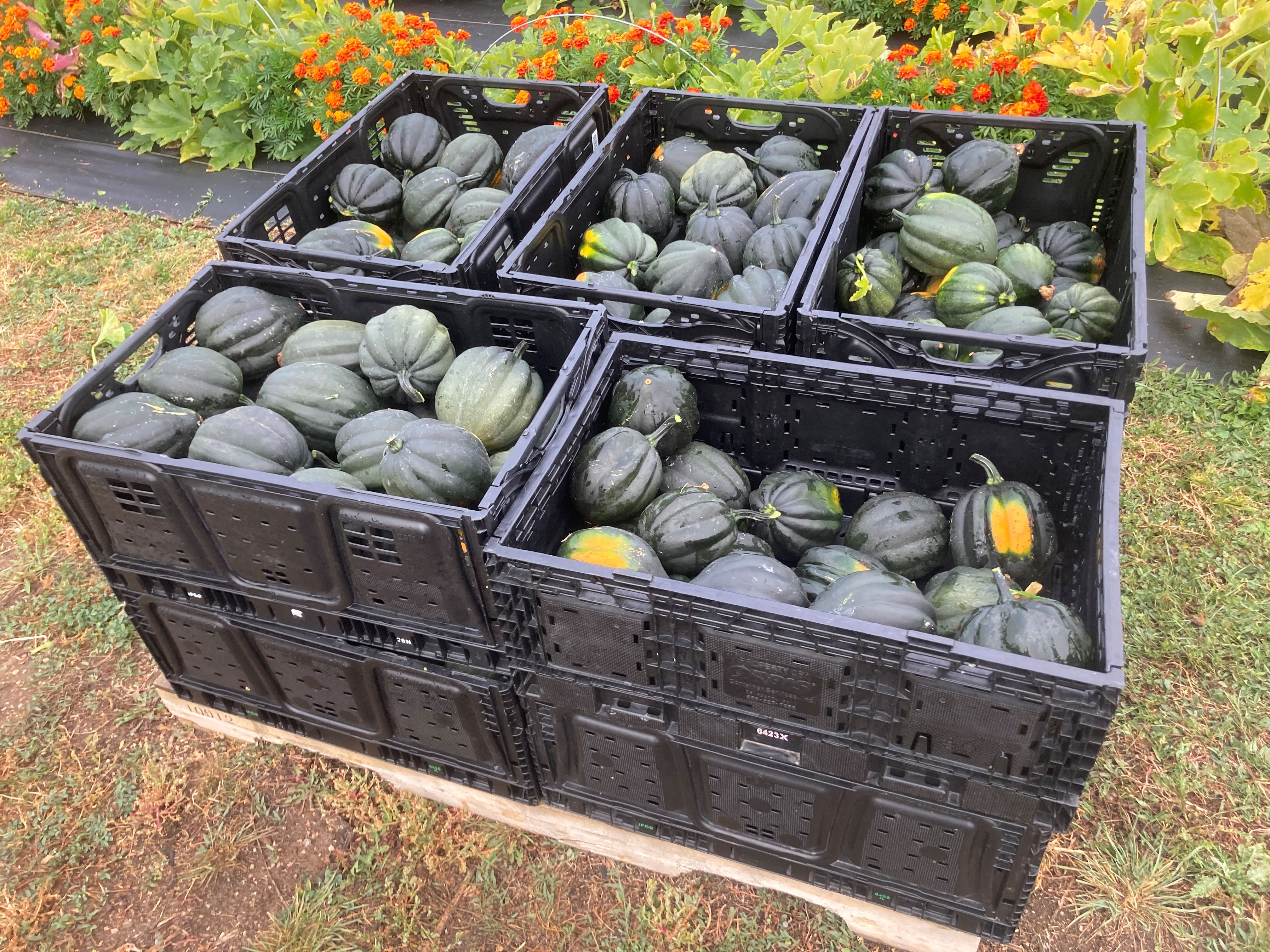 farm acorn squash