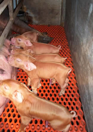 Pigs