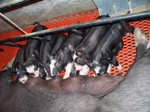 Pigs