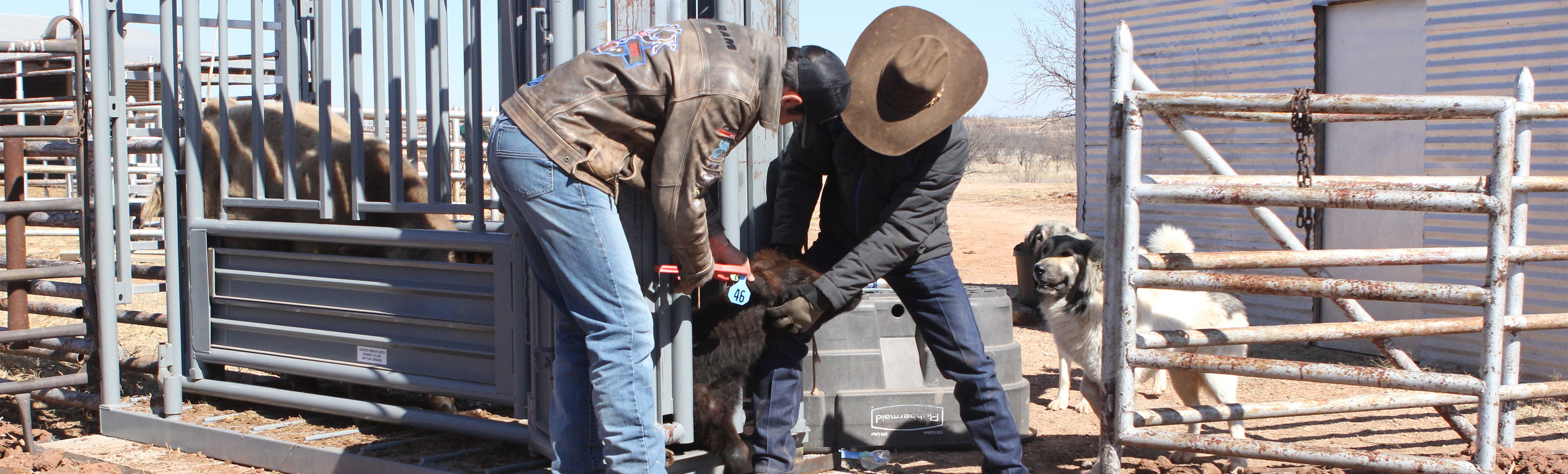 2 people tagging a cow