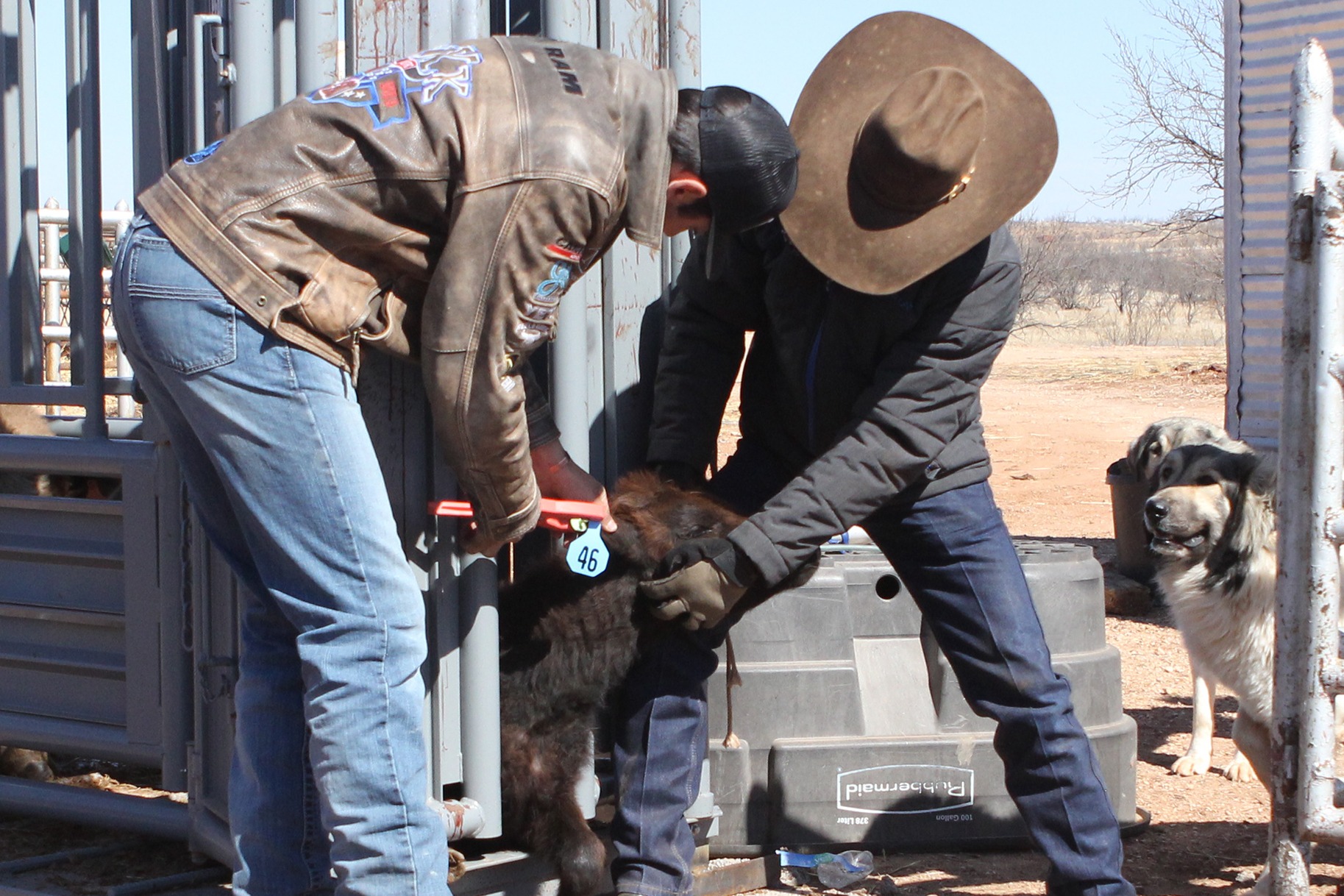 Farmers tagging animal