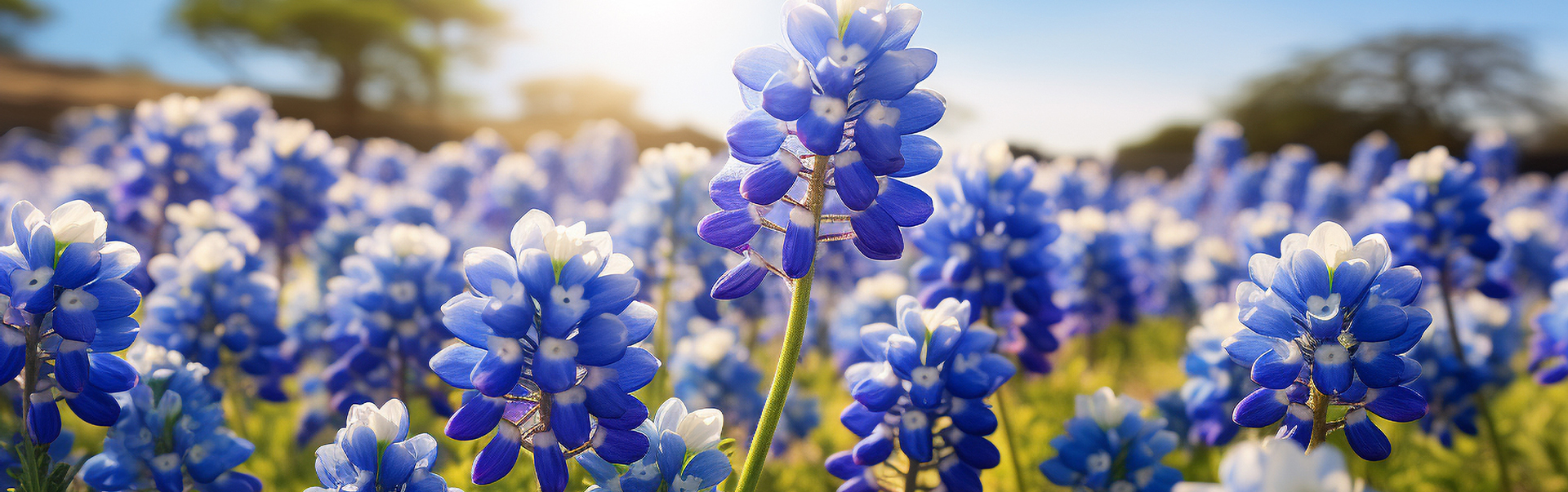 Bluebonnets