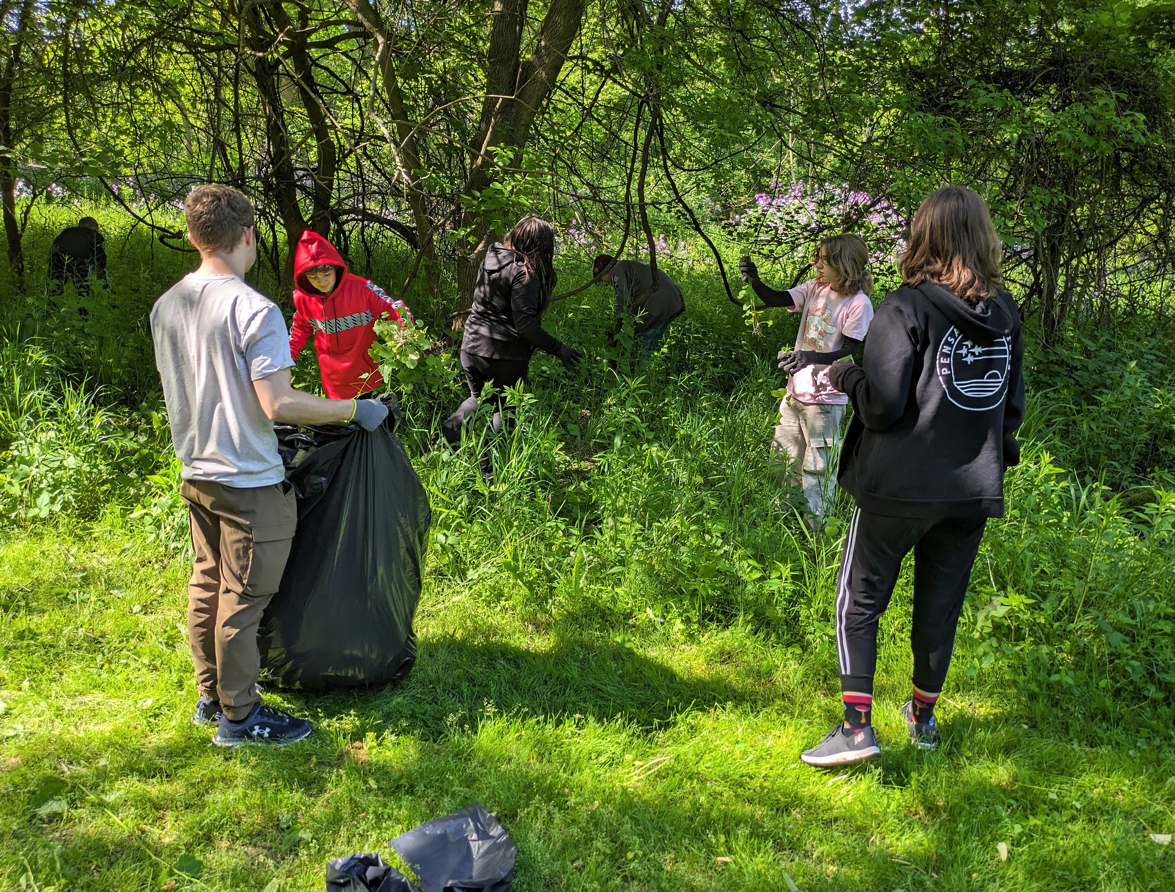 students removing invasive species